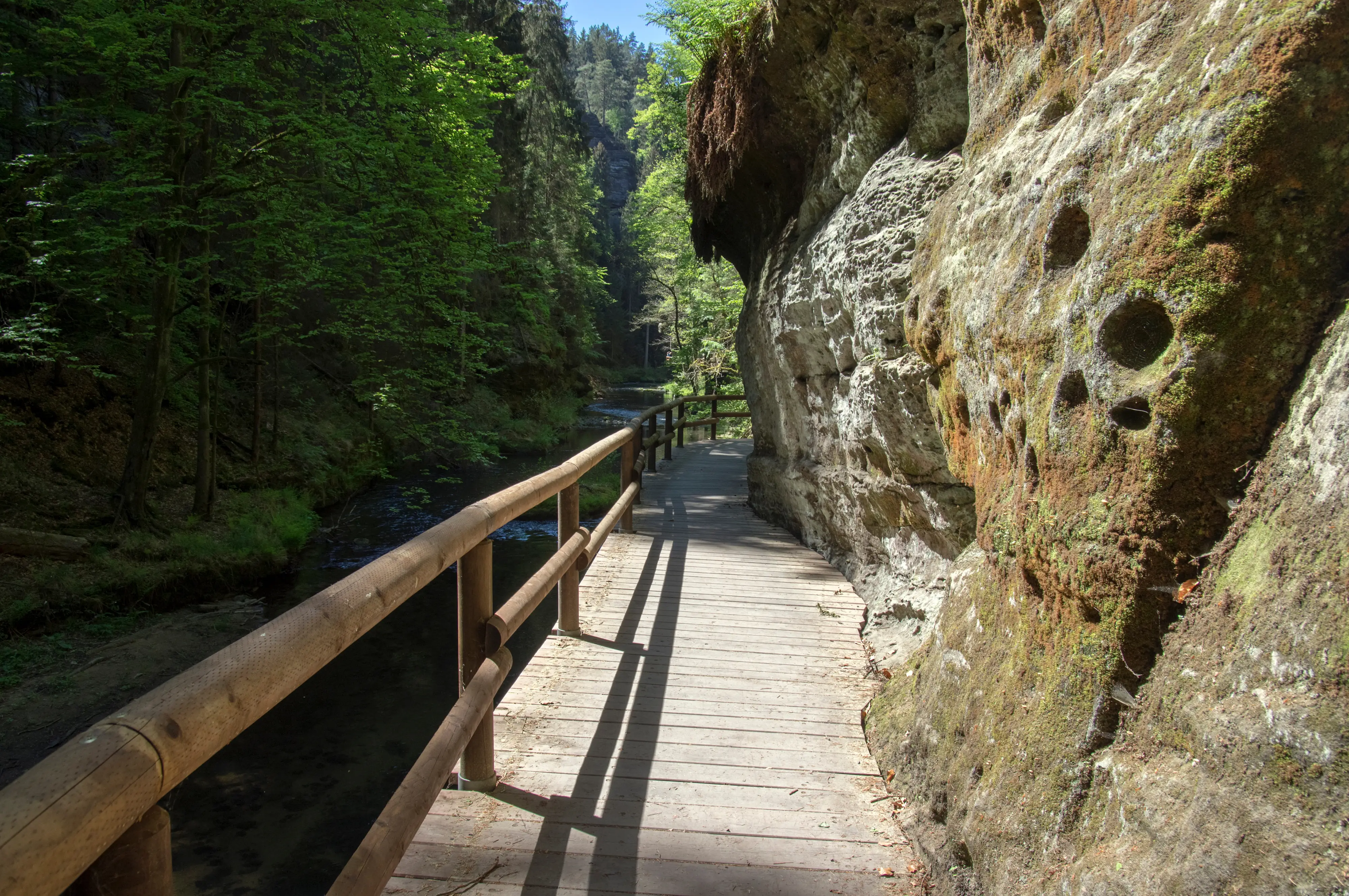Lodičky v Soutěskách Kamenice na jaře